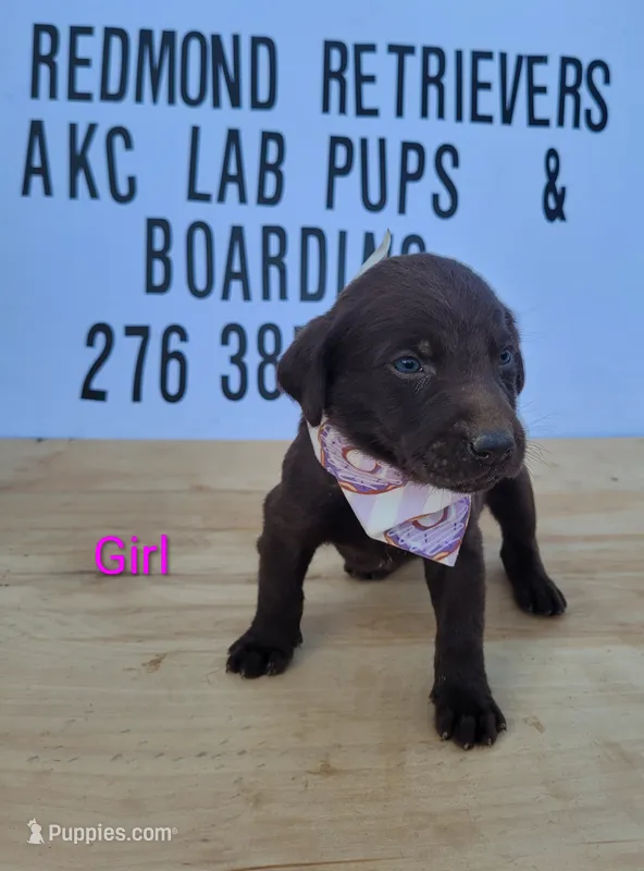 Choc girl 1 – Labrador Retriever puppy for sale in Lebanon, VA