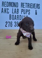 Choc girl 1, a female Labrador Retriever for sale in Lebanon, VA – 1 of 2