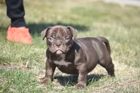 Nutella, a female American Bully for sale in Hartford, CT – Photo 1 of 2