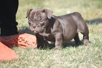 Nutella, a female American Bully for sale in Hartford, CT – Photo 2 of 2