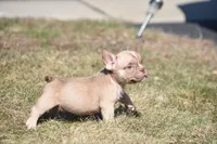Kream, a male American Bully for sale in Hartford, CT – Photo 2 of 2