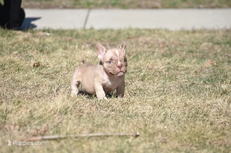 Kream – American Bully puppy for sale in Hartford, CT