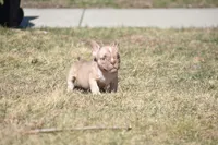 Kream, a male American Bully for sale in Hartford, CT – Photo 1 of 2