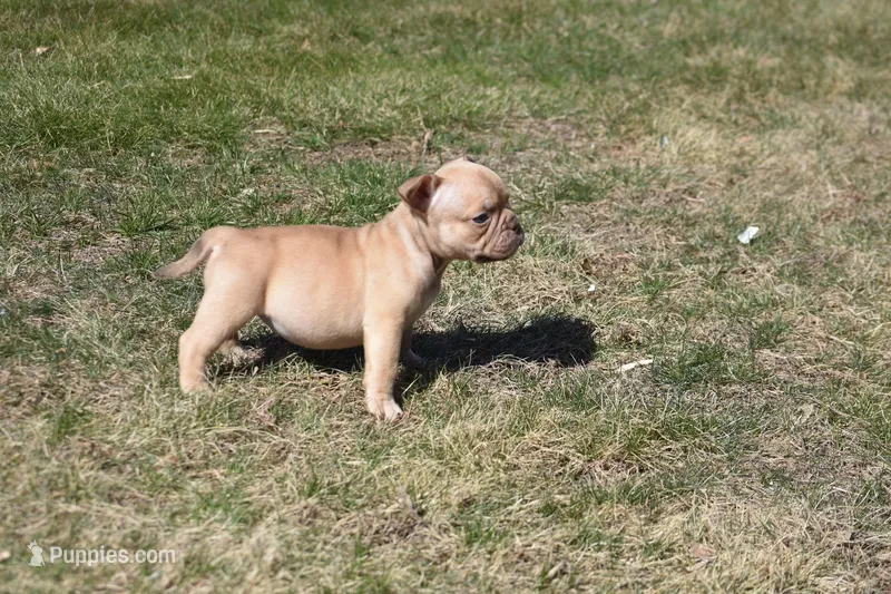 Prettty Gurl (PG) – American Bully puppy for sale in Hartford, CT