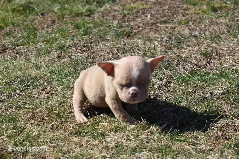 Yoda – American Bully puppy for sale in Hartford, CT