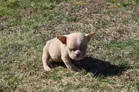 Yoda, a female American Bully for sale in Hartford, CT – Photo 1 of 2