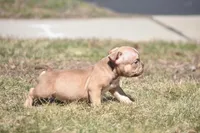 Spike, a male American Bully for sale in Hartford, CT – Photo 4 of 4