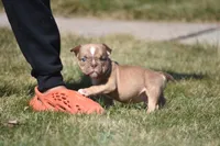 Spike, a male American Bully for sale in Hartford, CT – Photo 2 of 4