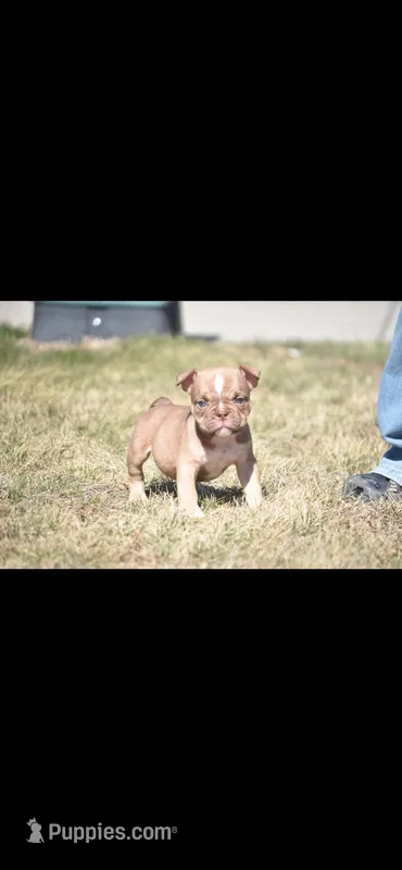 Spike – American Bully puppy for sale in Hartford, CT