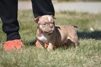 Spike, a male American Bully for sale in Hartford, CT – Photo 3 of 4