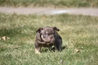 Taz, a male American Bully for sale in Hartford, CT – Photo 2 of 3