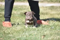Taz, a male American Bully for sale in Hartford, CT – Photo 1 of 3