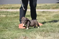 Taz, a male American Bully for sale in Hartford, CT – Photo 3 of 3