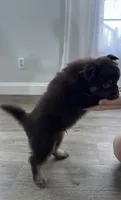 Benji, a male Pomeranian for sale in Inman, SC – 2 of 4