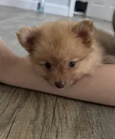 Honey, a female Pomeranian for sale in Inman, SC – 2 of 7
