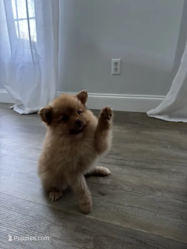 Honey – Pomeranian puppy for sale in Inman, SC