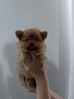 Honey, a female Pomeranian for sale in Inman, SC – 3 of 7