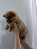Honey, a female Pomeranian for sale in Inman, SC – 6 of 7