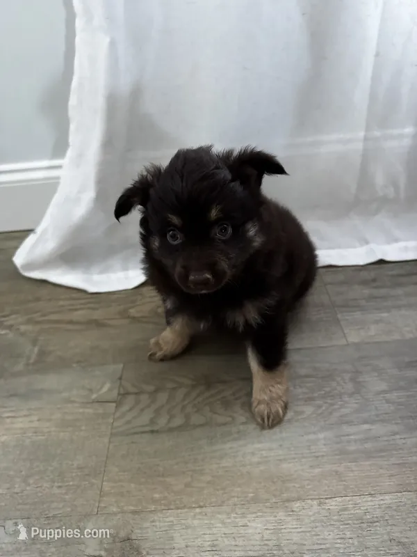 Benji – Pomeranian puppy for sale in Inman, SC