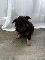 Benji, a male Pomeranian for sale in Inman, SC – 1 of 4
