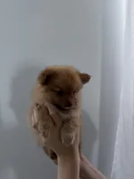 Honey, a female Pomeranian for sale in Inman, SC – 7 of 7
