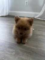 Honey, a female Pomeranian for sale in Inman, SC – 5 of 7