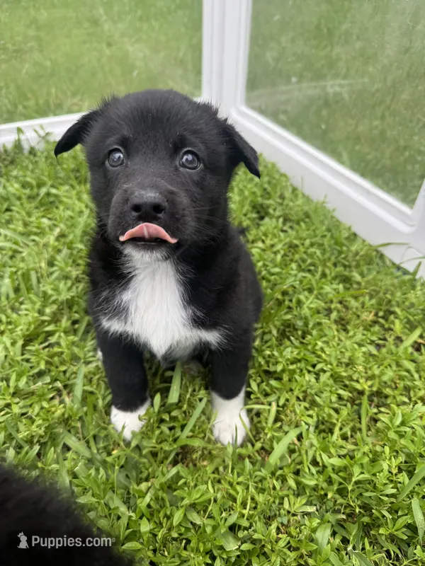 Beowulf  – Lapinporokoira (Lapponian Herder) puppy for sale in Boca Raton, FL