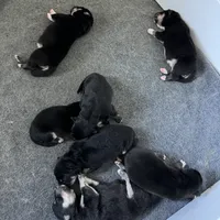 Reindeer Herder!, a female Lapinporokoira (Lapponian Herder) for sale in Boca Raton, FL – Photo 1 of 3