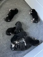 Reindeer Herder!, a female Lapinporokoira (Lapponian Herder) for sale in Boca Raton, FL – Photo 1 of 3