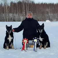 Reindeer Herder!, a female Lapinporokoira (Lapponian Herder) for sale in Boca Raton, FL – Photo 3 of 3