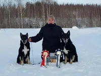 Reindeer Herder!, a female Lapinporokoira (Lapponian Herder) for sale in Boca Raton, FL – Photo 3 of 3