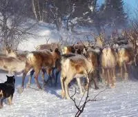 Reindeer Herder!, a female Lapinporokoira (Lapponian Herder) for sale in Boca Raton, FL – Photo 2 of 3