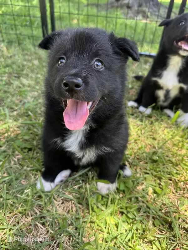 Storm  – Lapinporokoira (Lapponian Herder) puppy for sale in Boca Raton, FL