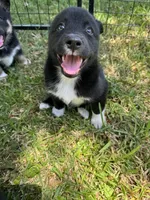 Beowulf , a male Lapinporokoira (Lapponian Herder) for sale in Boca Raton, FL – 4 of 5