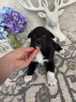 Beowulf , a male Lapinporokoira (Lapponian Herder) for sale in Boca Raton, FL – 2 of 5