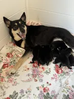 Lapponian Herder, a  Lapinporokoira (Lapponian Herder) for sale in Boca Raton, FL – Photo 5 of 8