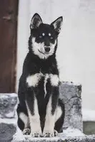 Lapponian Herder, a  Lapinporokoira (Lapponian Herder) for sale in Boca Raton, FL – Photo 2 of 8