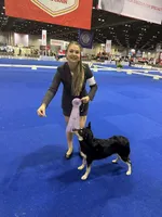 Lapponian Herder, a  Lapinporokoira (Lapponian Herder) for sale in Boca Raton, FL – Photo 8 of 8