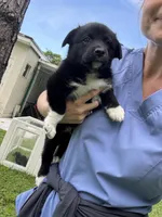 Beowulf , a male Lapinporokoira (Lapponian Herder) for sale in Boca Raton, FL – 5 of 5