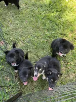 Beowulf , a male Lapinporokoira (Lapponian Herder) for sale in Boca Raton, FL – 3 of 5