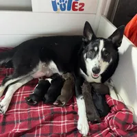 Wolfie, a male Lapinporokoira (Lapponian Herder) for sale in Boca Raton, FL – Photo 2 of 2