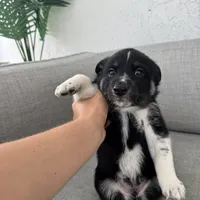 Wolfie, a male Lapinporokoira (Lapponian Herder) for sale in Boca Raton, FL – Photo 1 of 2