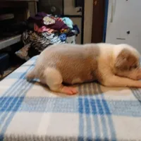 John, a male American Pit Bull Terrier for sale in Luling, TX – Photo 3 of 7