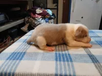 John, a male American Pit Bull Terrier for sale in Luling, TX – Photo 3 of 7