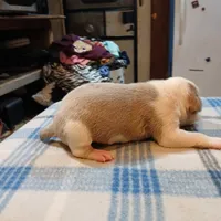 John, a male American Pit Bull Terrier for sale in Luling, TX – Photo 4 of 7