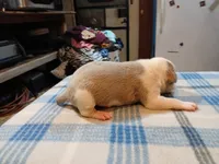 John, a male American Pit Bull Terrier for sale in Luling, TX – Photo 4 of 7