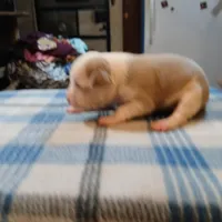 John, a male American Pit Bull Terrier for sale in Luling, TX – Photo 2 of 7