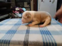 John, a male American Pit Bull Terrier for sale in Luling, TX – Photo 2 of 7