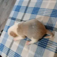 John, a male American Pit Bull Terrier for sale in Luling, TX – Photo 6 of 7