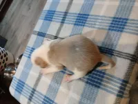 John, a male American Pit Bull Terrier for sale in Luling, TX – Photo 6 of 7